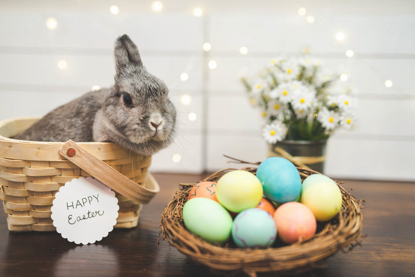 Obtenez un lapin pour Pâques