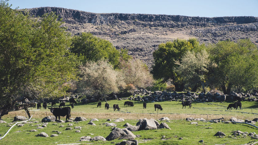 Wildlife Wonders: A Deep Dive into Wild Animals and Their Extraordinary Habitats
