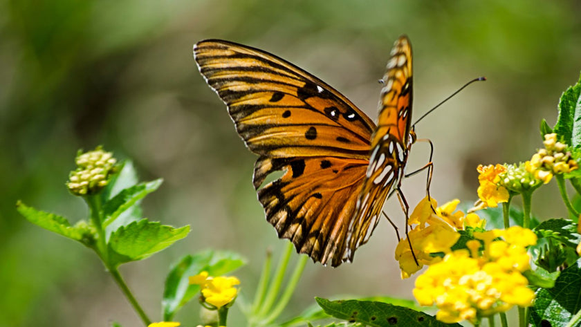 Wildly Fun Animal Facts: A Journey Through the Animal Kingdom