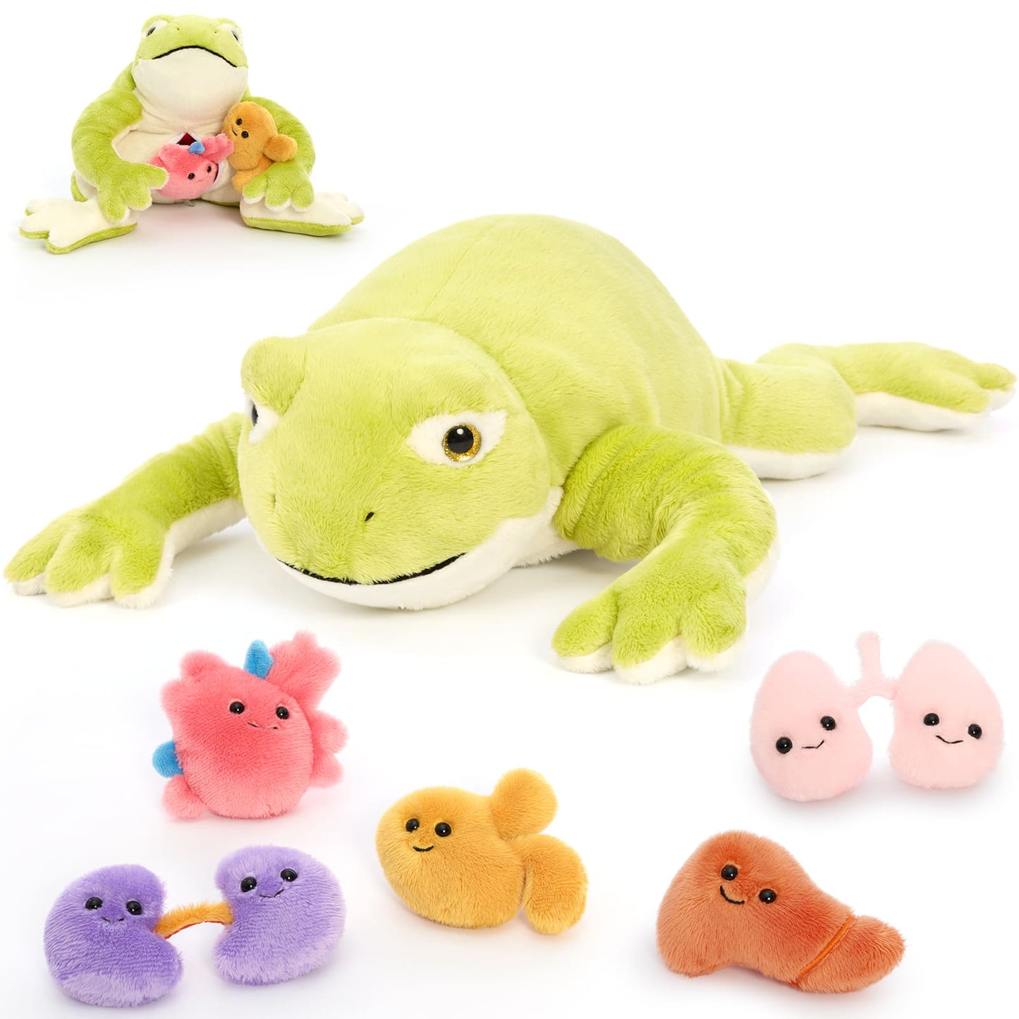 15.7 Inch Frog Anatomy Plush Toy with Removable Organs